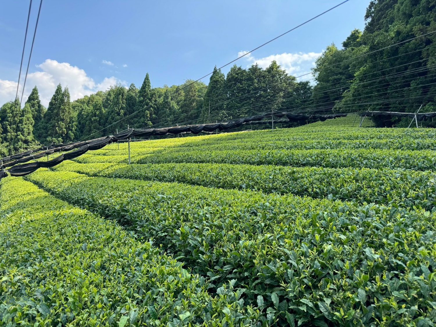 宇治の茶畑（覆下栽培）